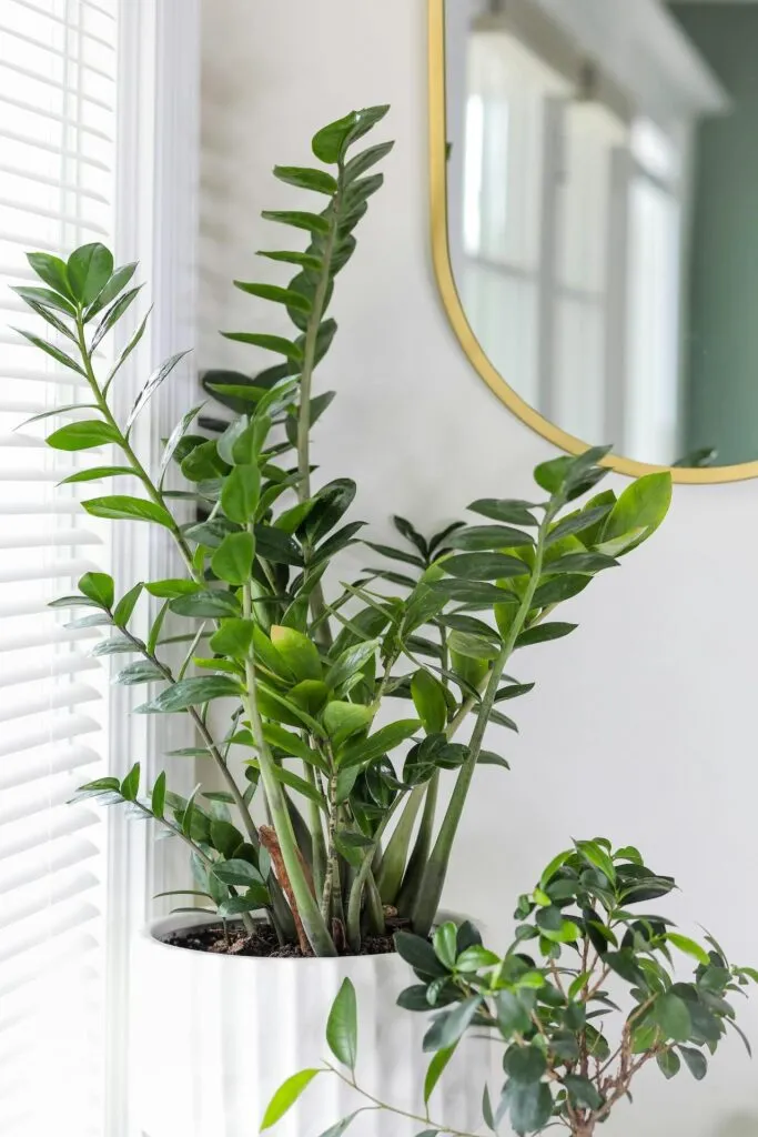 ZZ plant care guide