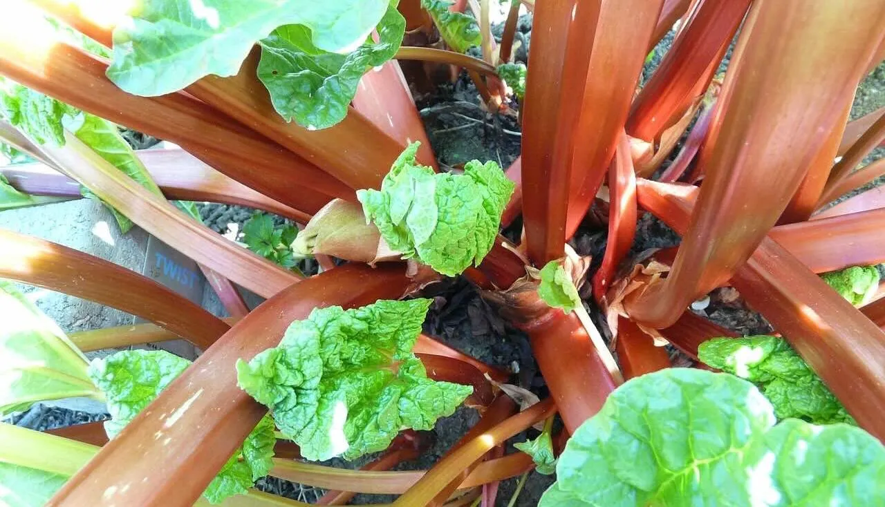 Rhubarb being forced