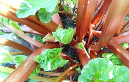 Rhubarb being forced
