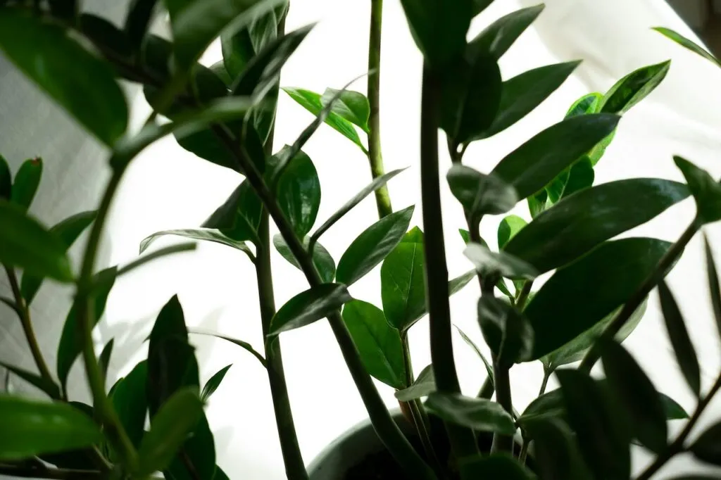 ZZ plant easy to grow houseplant