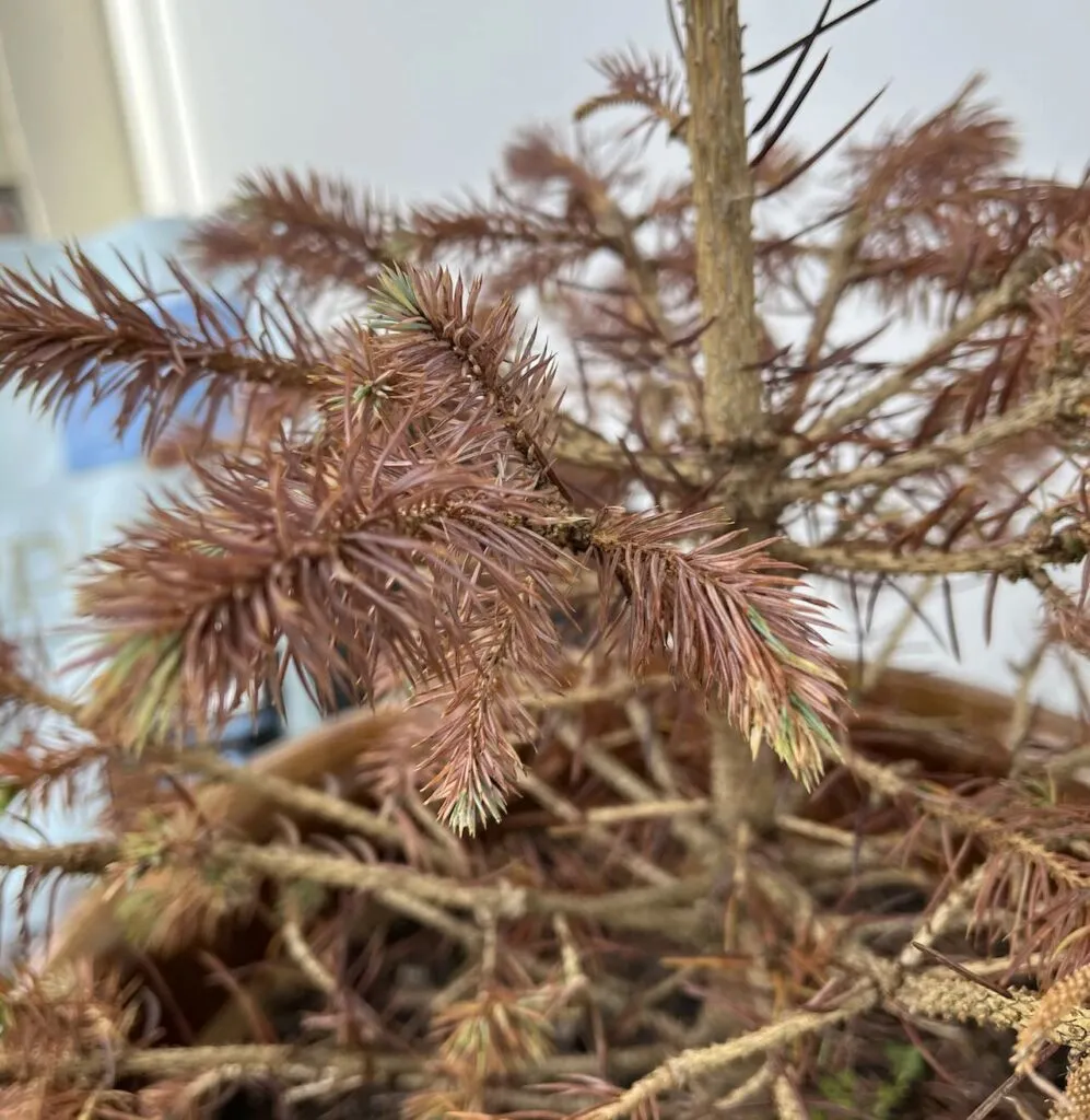 Conifer needle cast