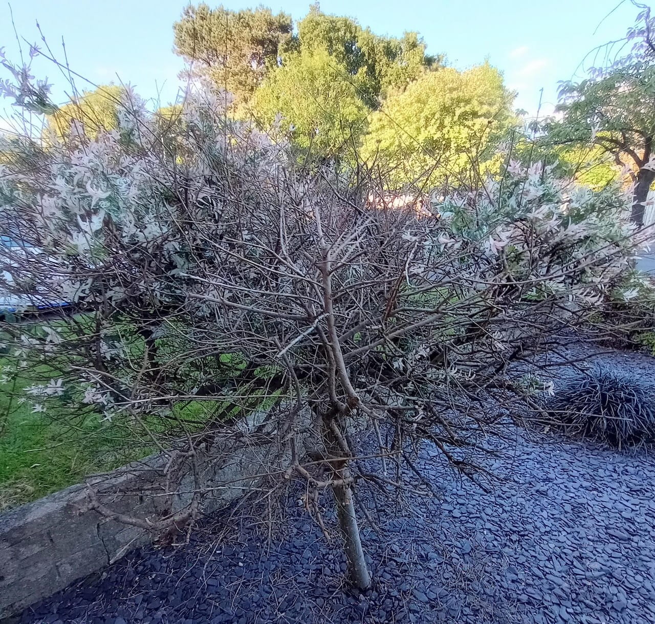 Flamingo Tree Care Guide: Pruning, Feeding and Fixing a Dying Salix integra
