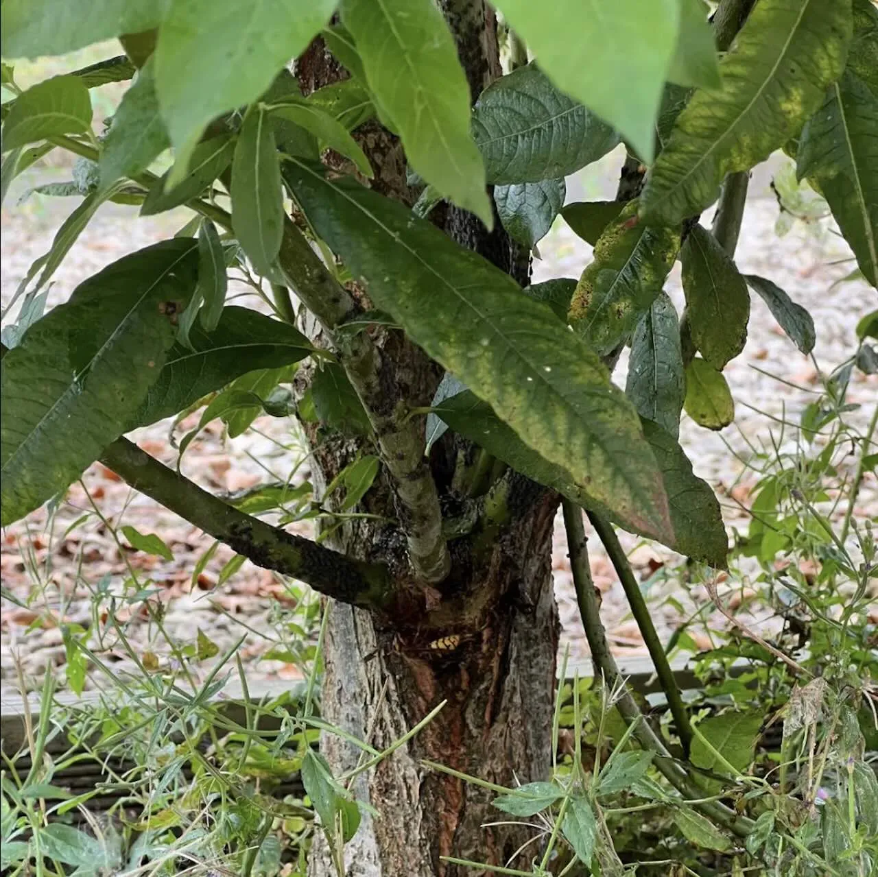 Rootstock suckers growing from the base of a grafted flamingo willow tree that need removing