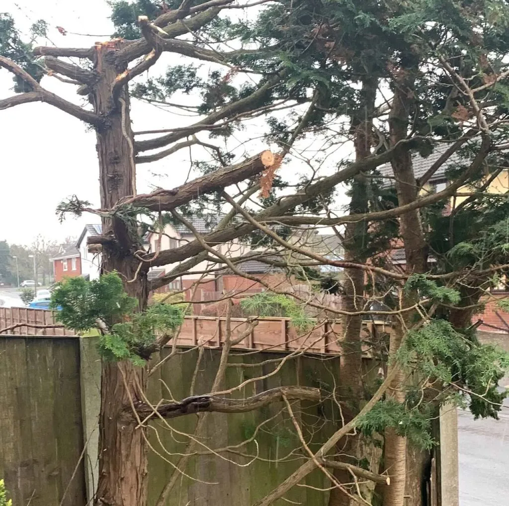 Hard pruned conifers