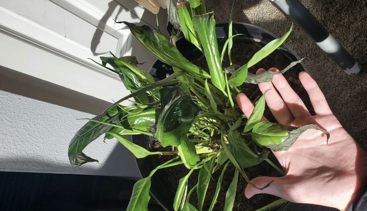 Fixing black peace lilies