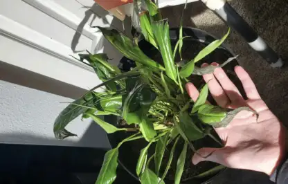 Fixing black peace lilies
