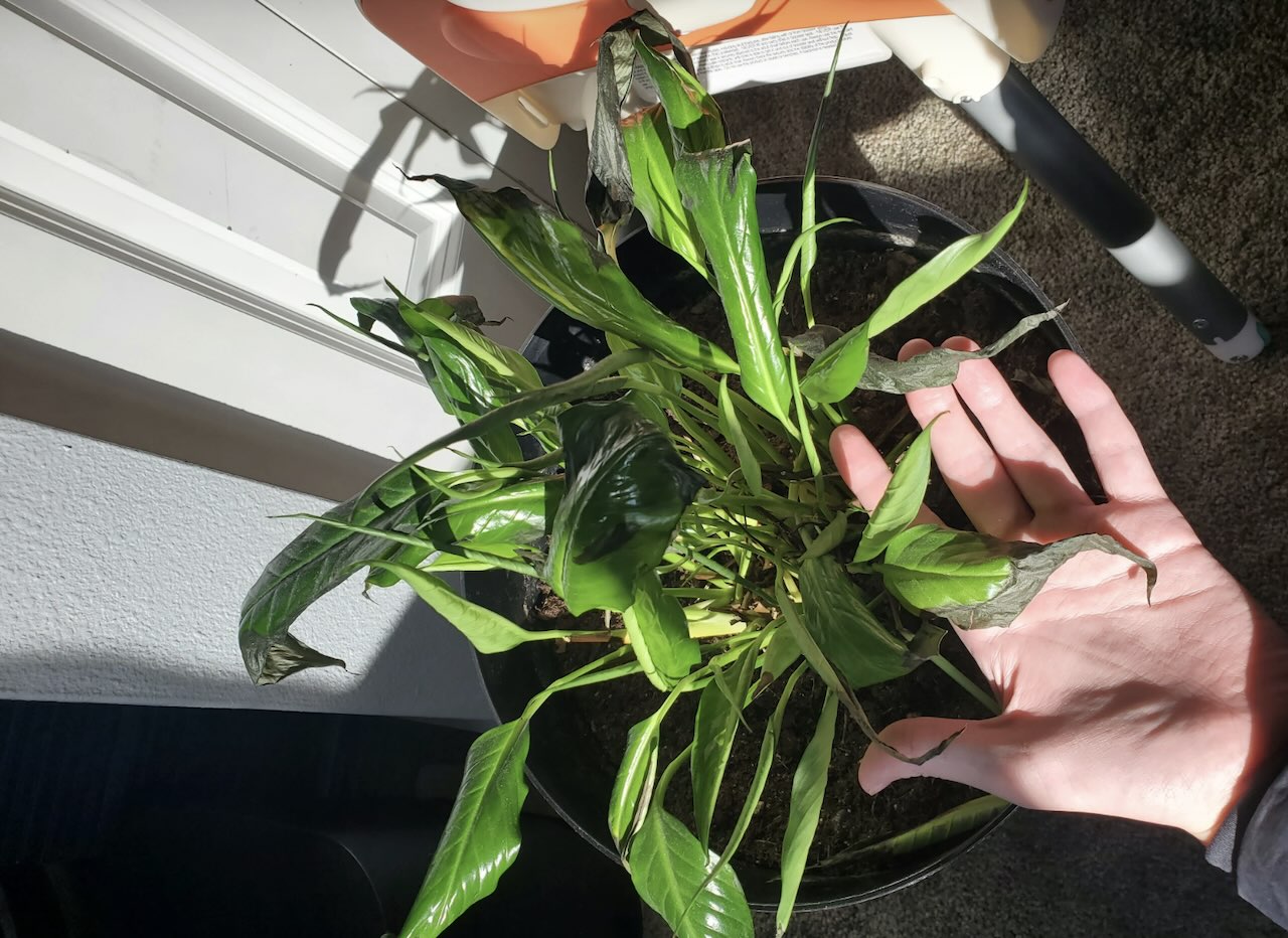 Why Is My Peace Lily Turning Black? Complete Troubleshooting Guide - Garden  Ninja: Lee Burkhill Garden Design