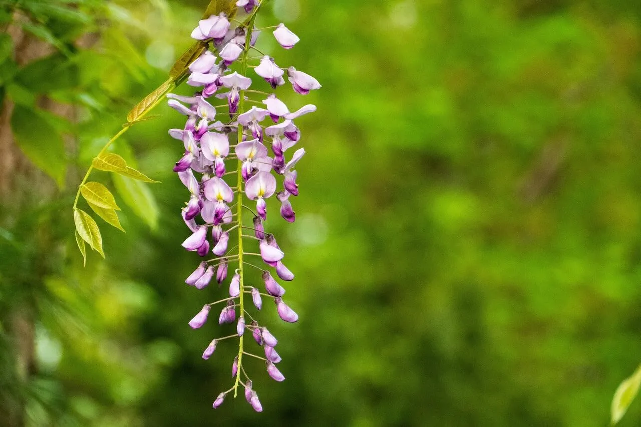 Wisteria care guide