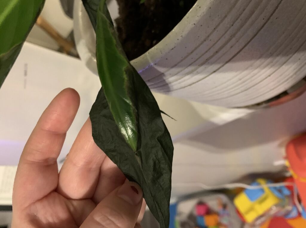 How to fix a peace lily with black leaves