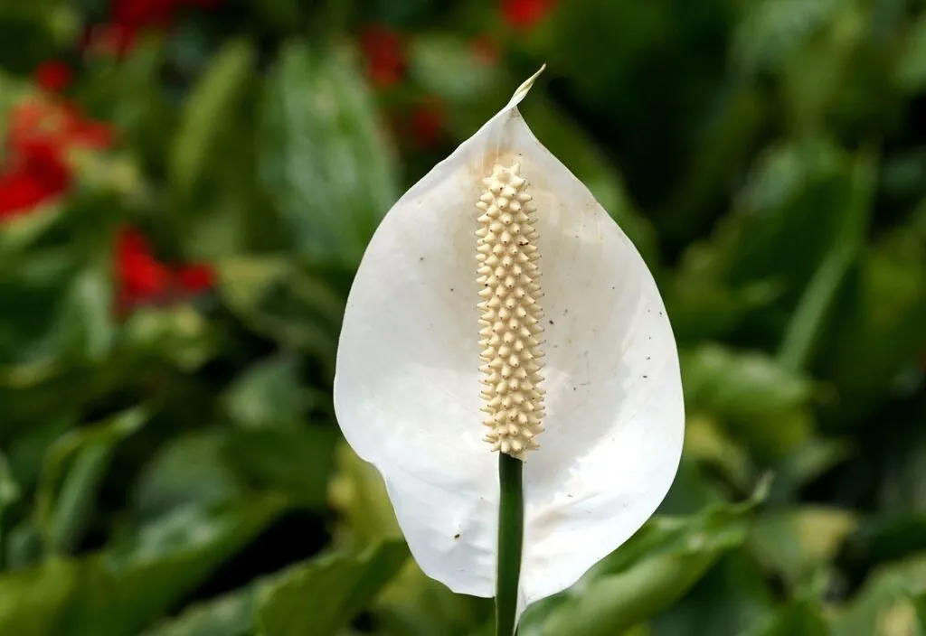 How to stop peace lilies turning black