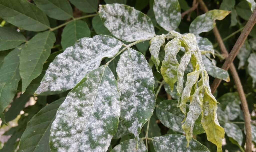 Powdery mildew