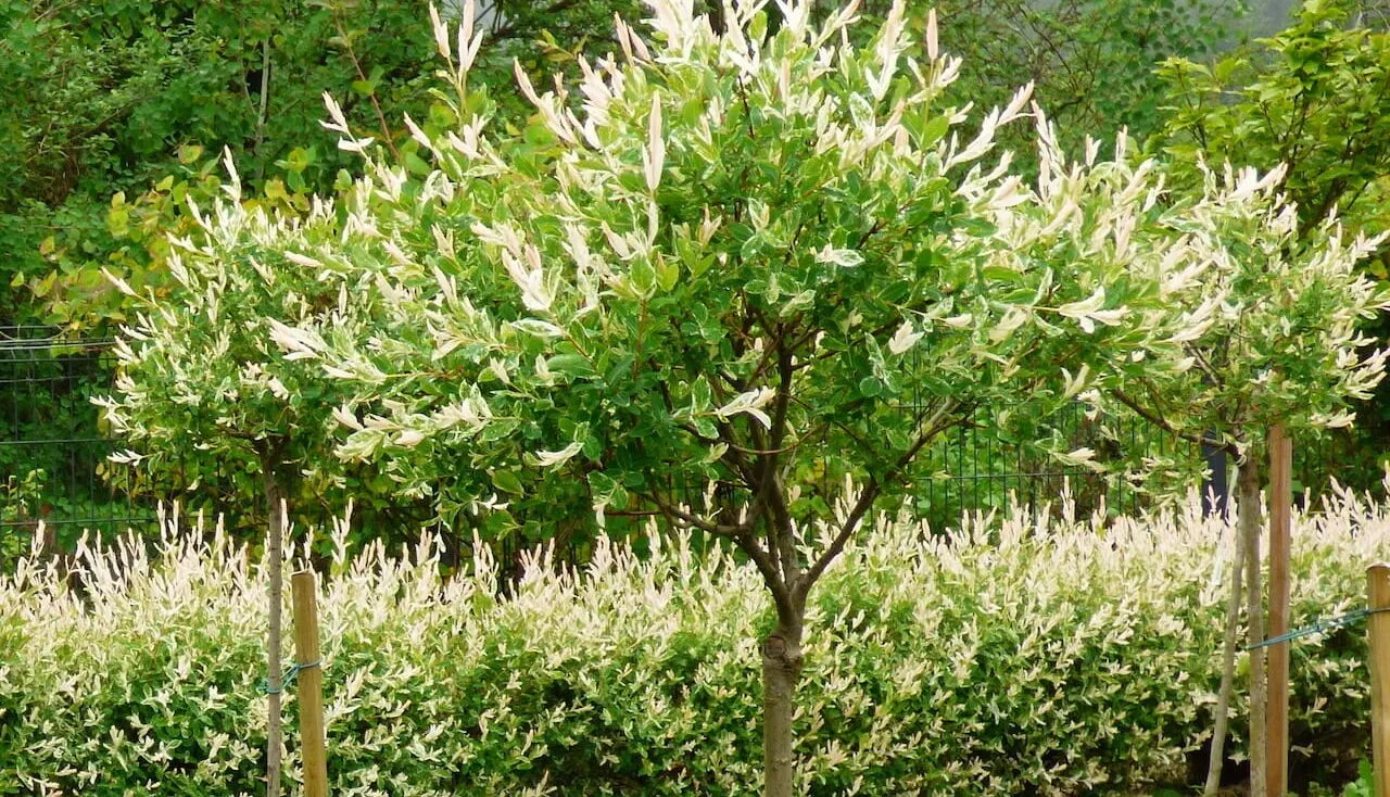 How to care fro yuor flamingo tree