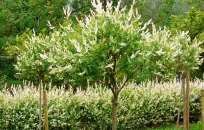 How to care fro yuor flamingo tree