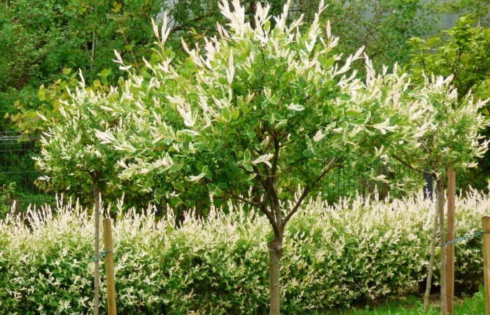 How to care fro yuor flamingo tree