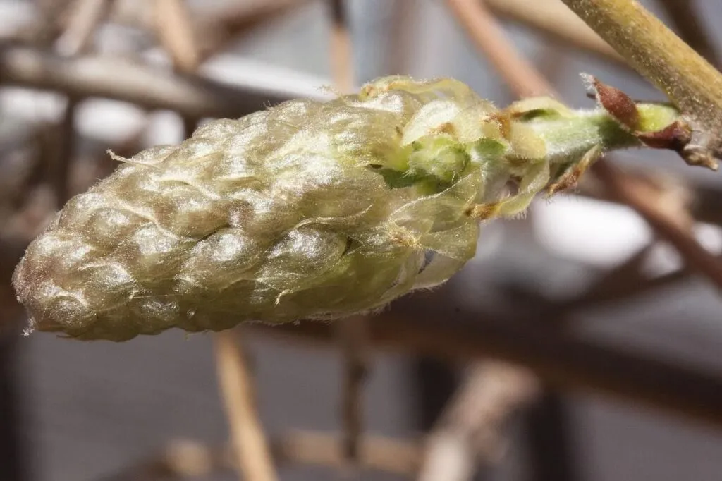 Wisteria buds