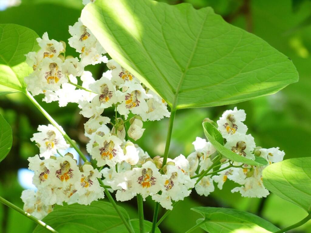 Indian bean tree for tree topping