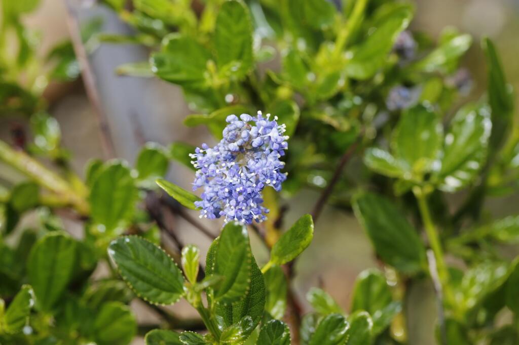 Ceanothus with healthy leaves