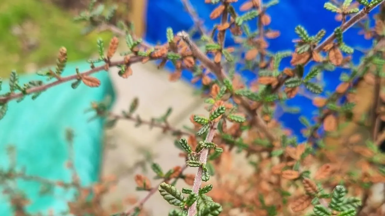 How to look after ceanothus shrubs