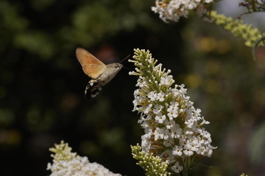 Moths in a white garden