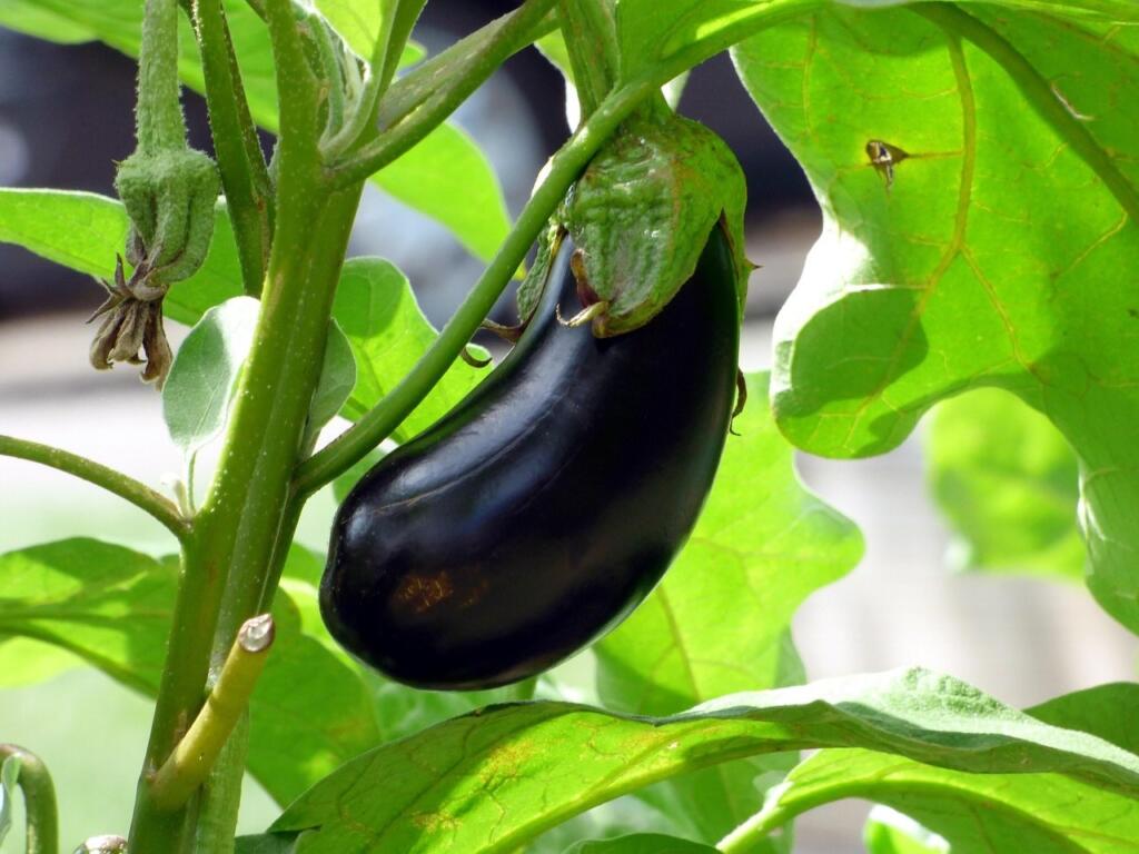 How to grow aubergines