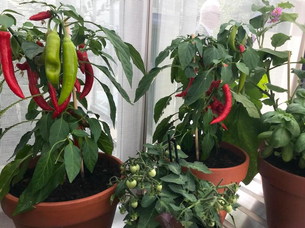 What to grow in february