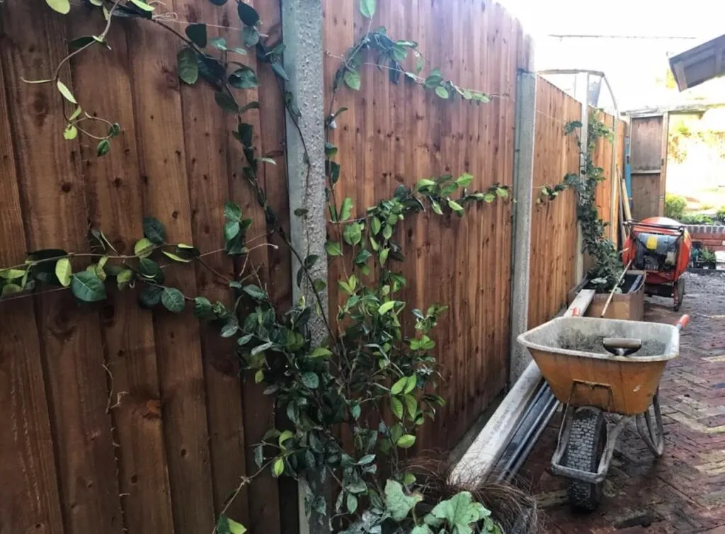 How to prune star jasmim