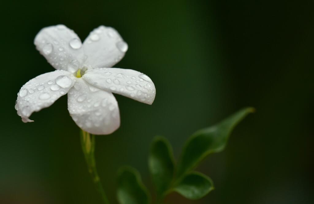 Pruning star jasmin
