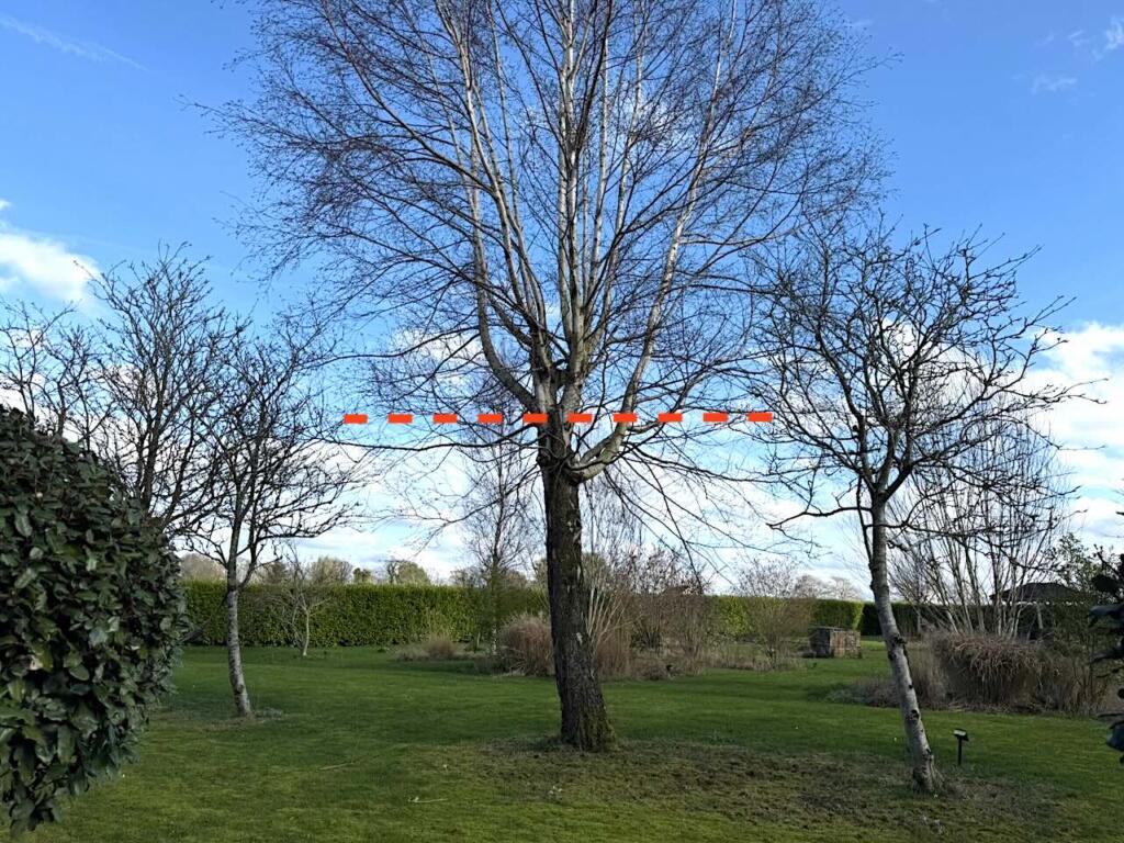 Where to make the cuts in a topped out tree