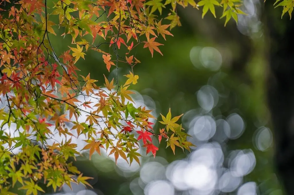 How to move an acer