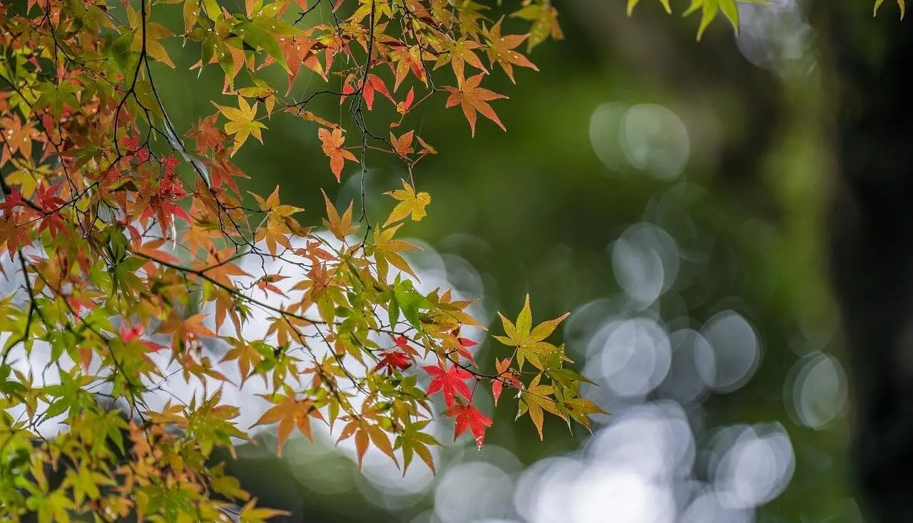 How to move an acer