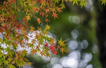 How to move an acer