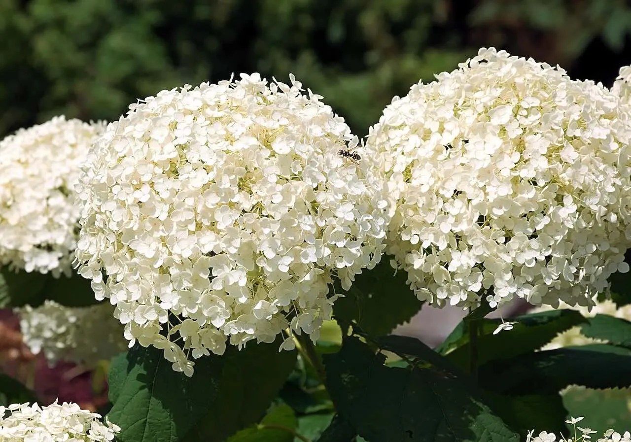 A fully established Hydrangea Annabelle in bloom showing what an established plant produces