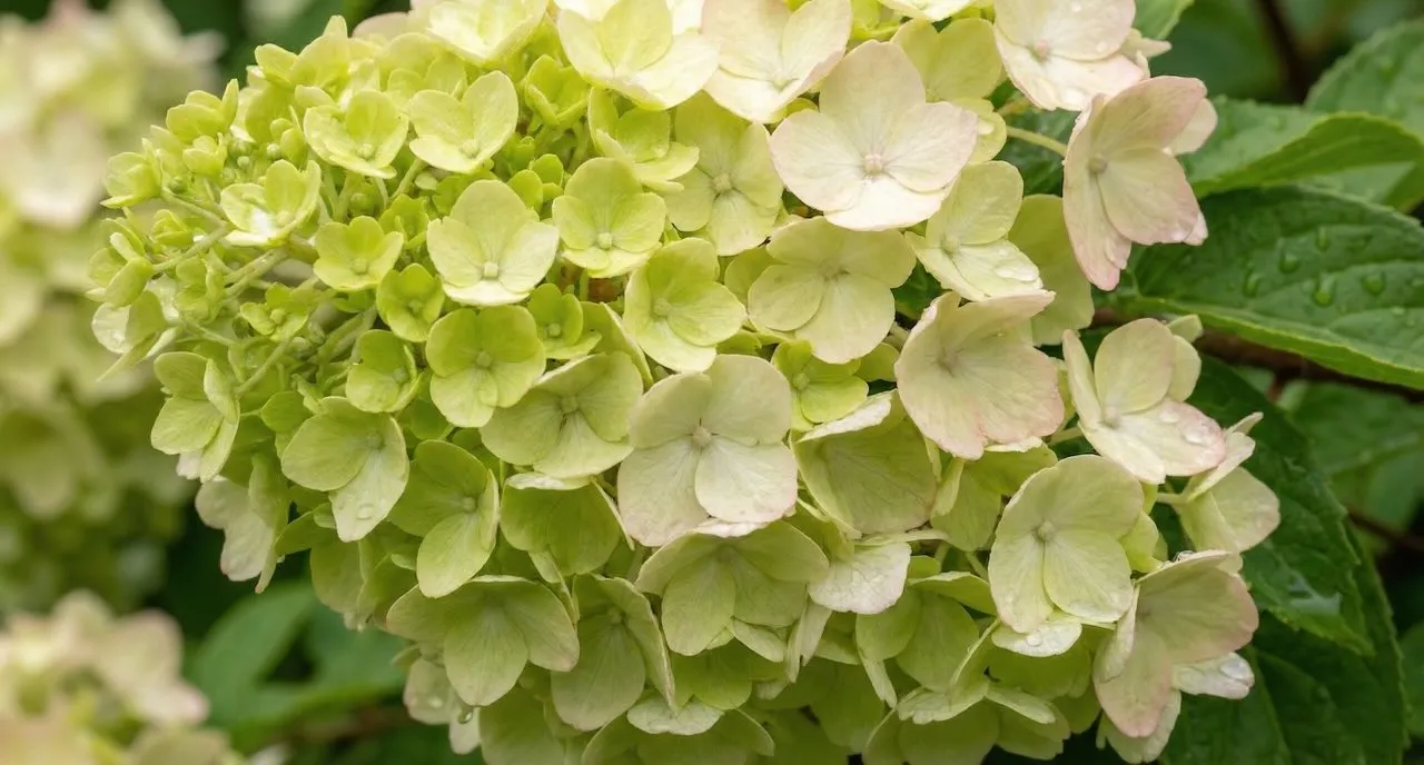 Hydrangea paniculata Limelight flowering reliably on new wood