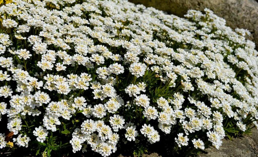 White flowers guide