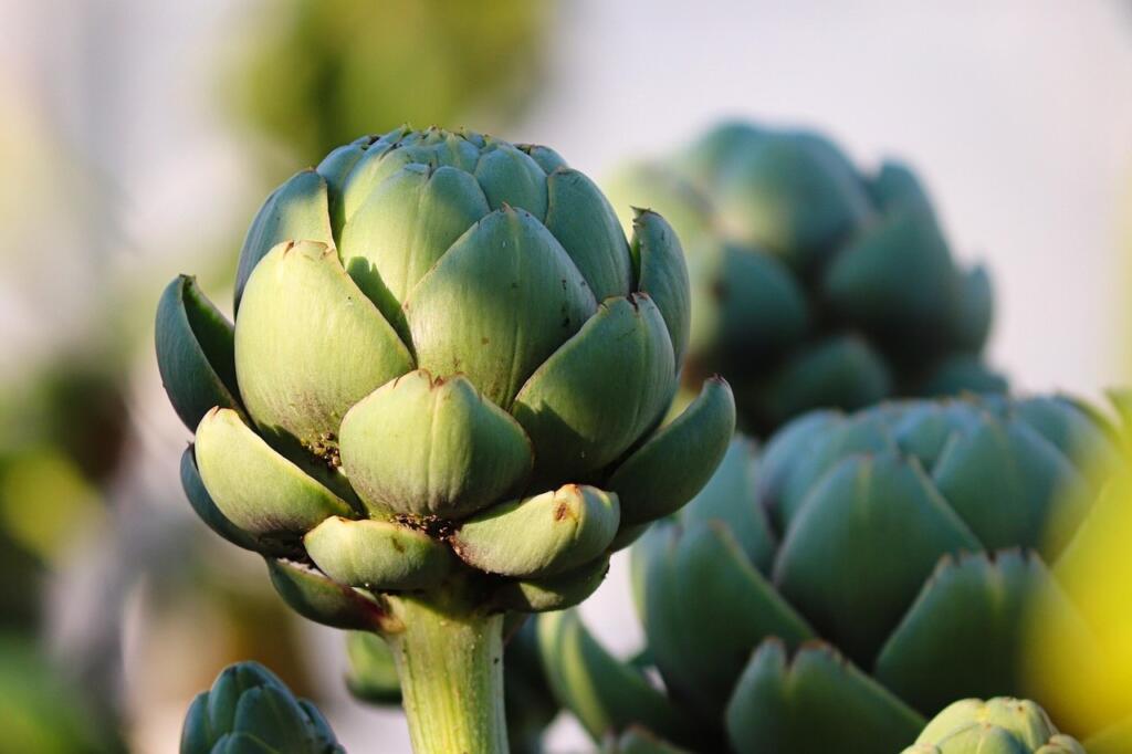 What to sow in march