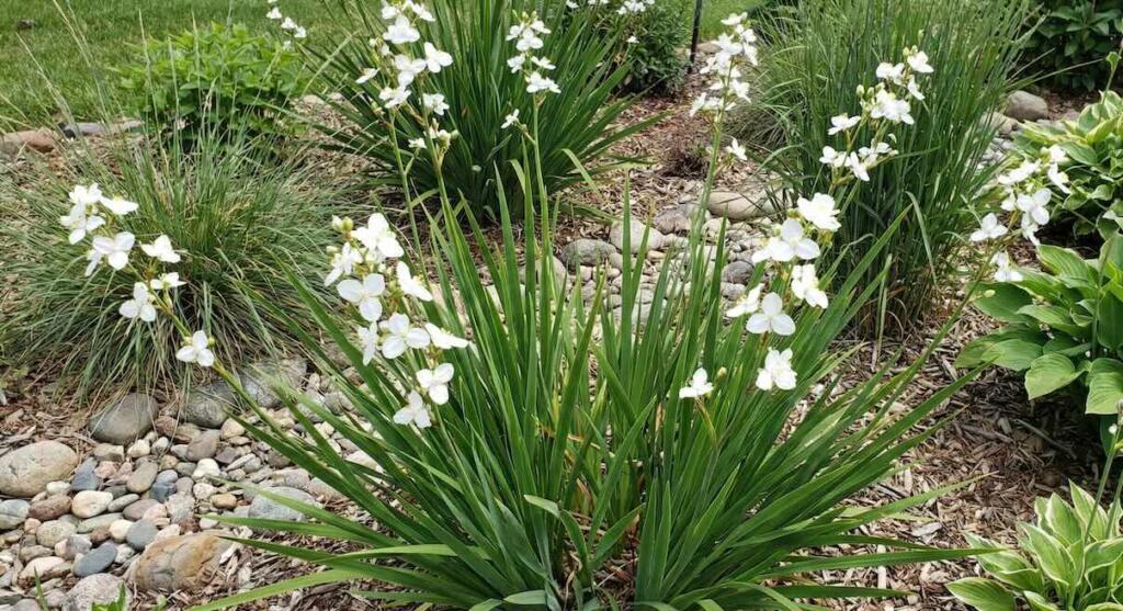 Liberia white flowers