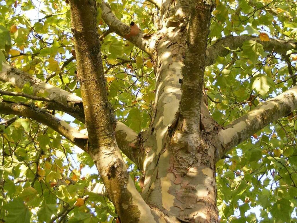 Which trees can be topped
