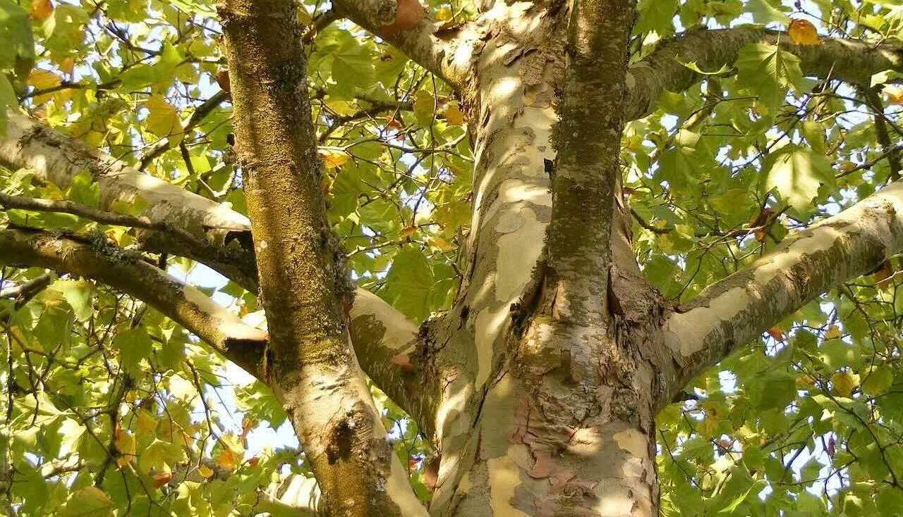 Which trees can be topped