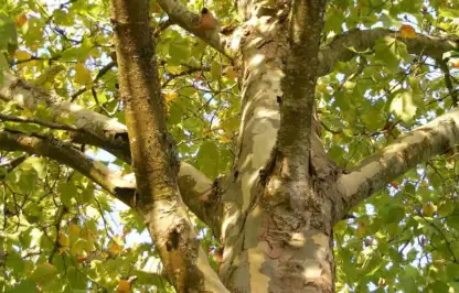 Which trees can be topped