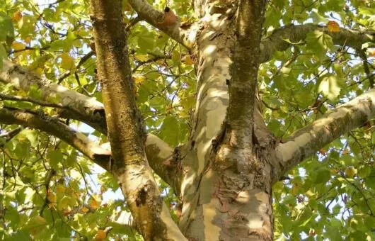 Which trees can be topped