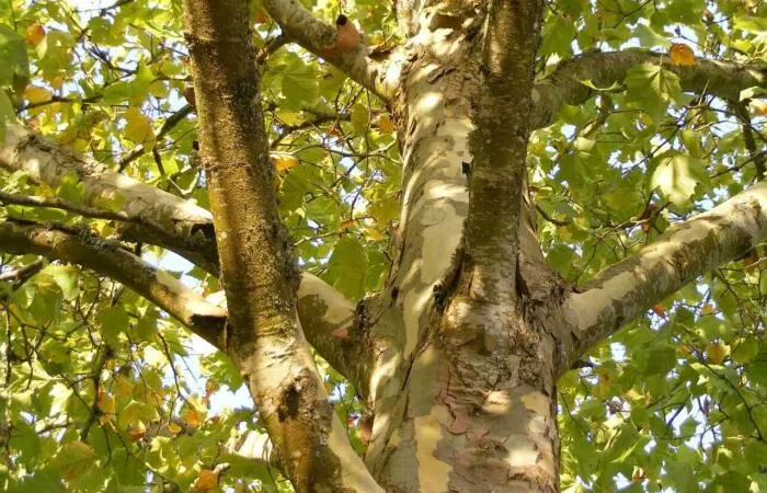 Which trees can be topped