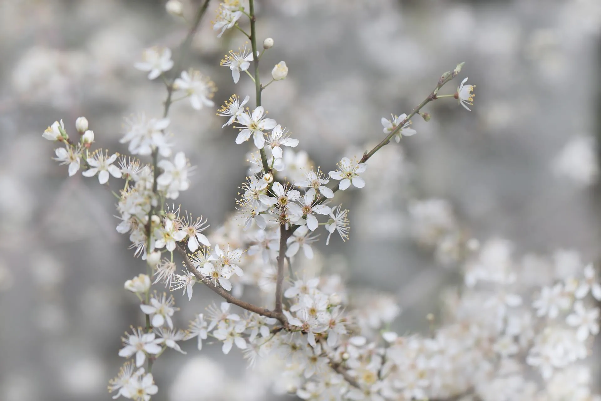 Prunus Tai Haku white cherry blossom