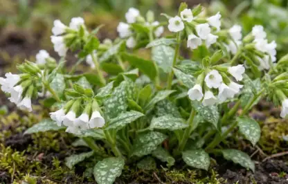 White pulmonaria lungwort