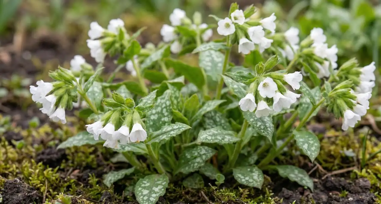 White pulmonaria lungwort