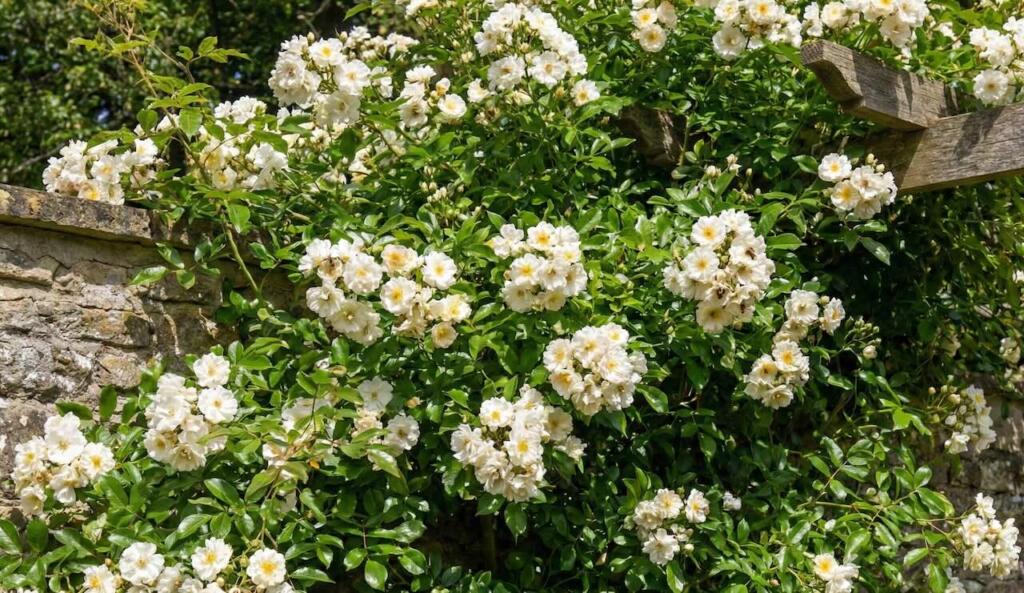 white roses