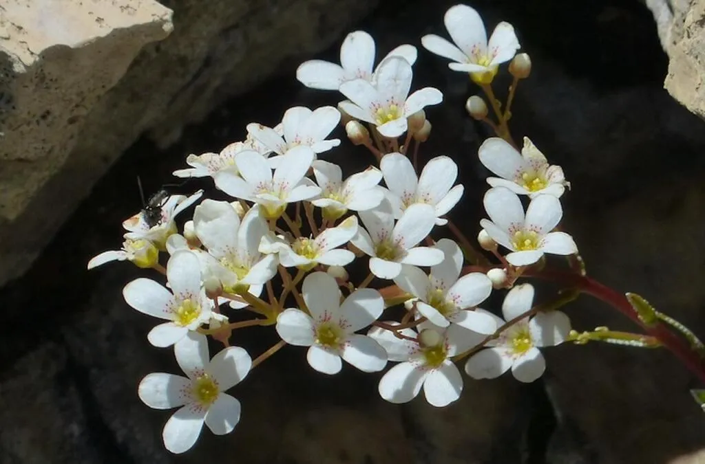 White sedum