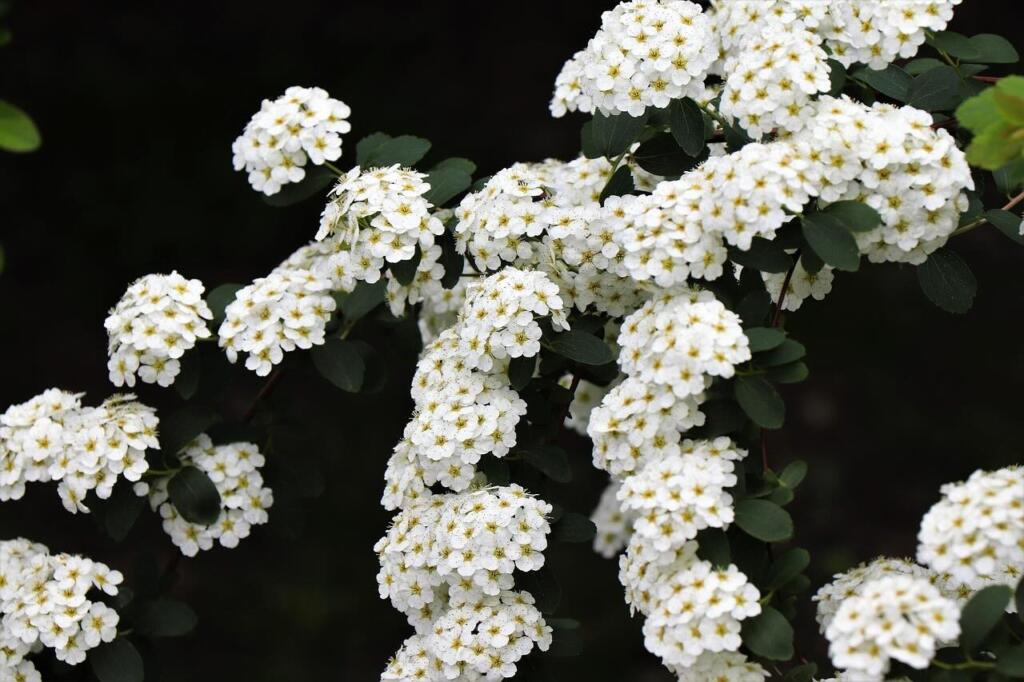 White spirea shrub