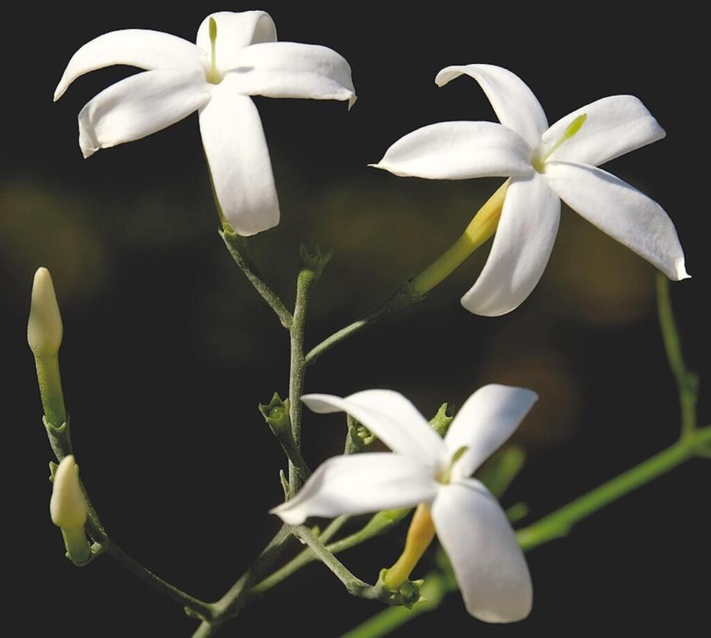 Star jasmin care guide