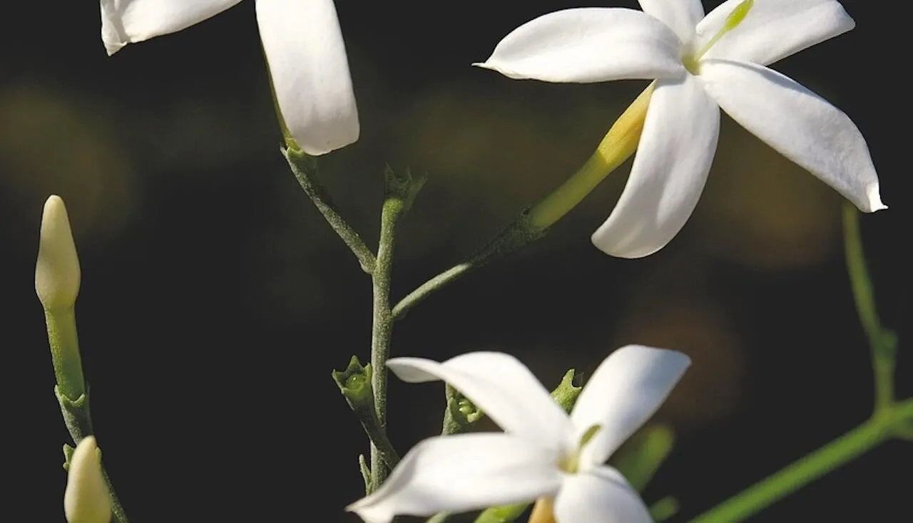Star jasmin care guide