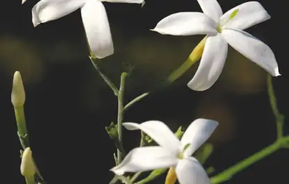 Star jasmin care guide